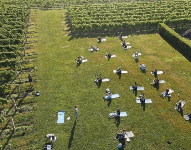 Morning Moves in the Vines at the Wine Stand